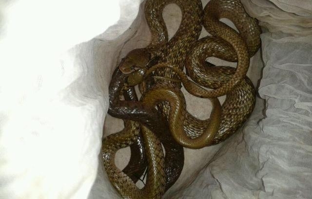 农村老汉冒死抓毒蛇，制蛇酒500元一瓶生意火爆