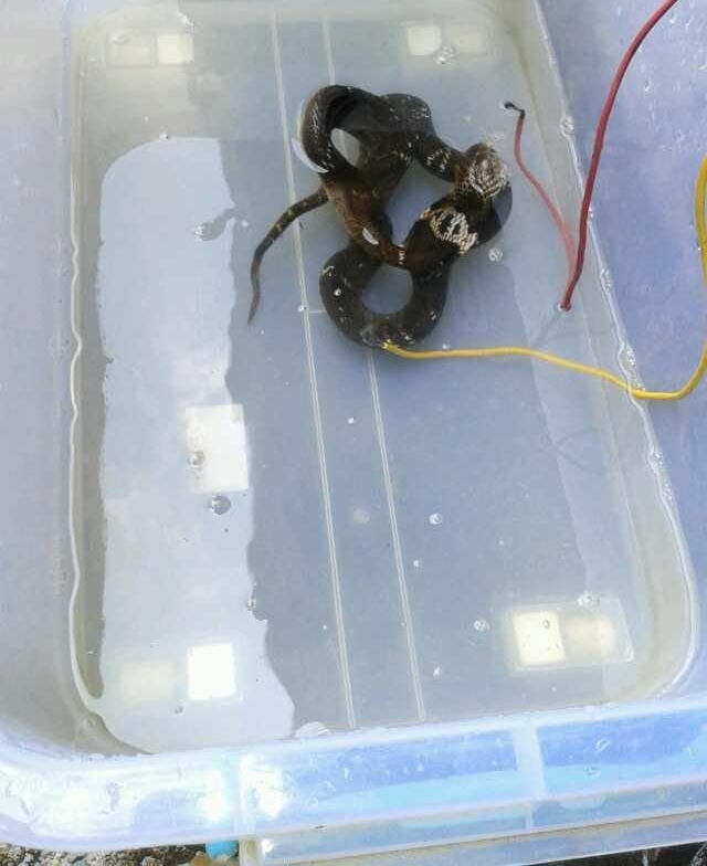 农村老汉冒死抓毒蛇，制蛇酒500元一瓶生意火爆