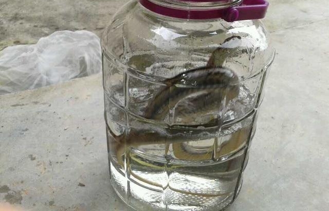 农村老汉冒死抓毒蛇，制蛇酒500元一瓶生意火爆