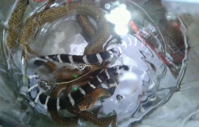 农村老汉冒死抓毒蛇，制蛇酒500元一瓶生意火爆