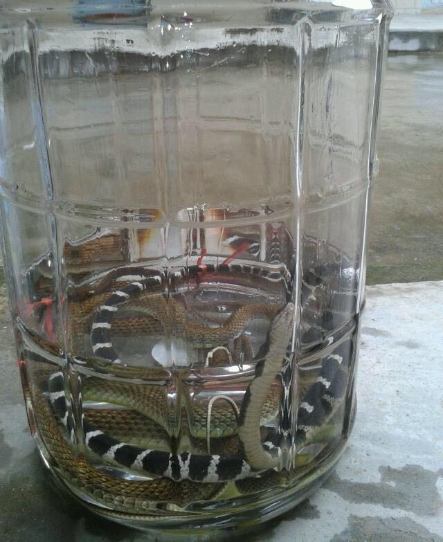 农村老汉冒死抓毒蛇，制蛇酒500元一瓶生意火爆