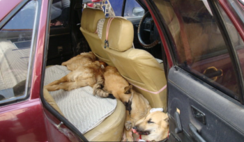 可疑车辆引起警方的注意，打开车门后路人都握紧拳头