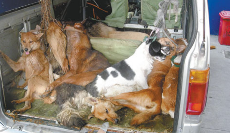 可疑车辆引起警方的注意，打开车门后路人都握紧拳头