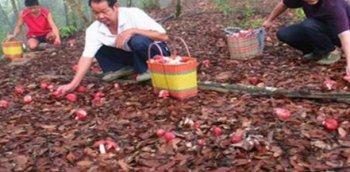 农村人山里采摘的这个，干的上百元一斤，谁吃过