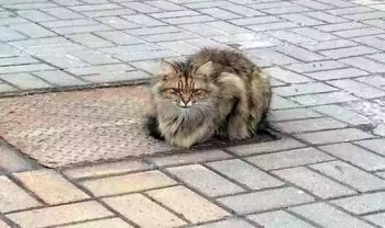 三年过去了，这只猫还一直蹲在井盖上不肯离去，咋回事？