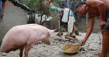 村里一老汉抚养一只两条腿的猪，真是猪坚强啊