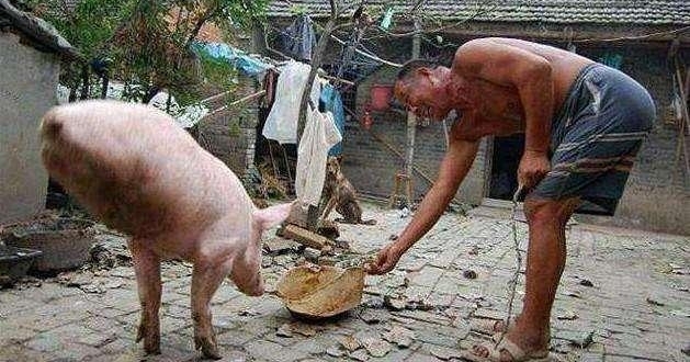 村里一老汉抚养一只两条腿的猪，真是猪坚强啊