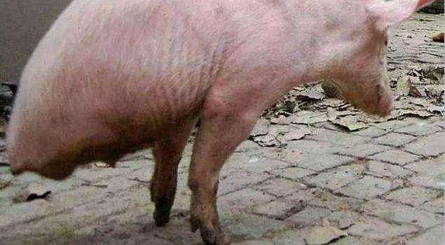 村里一老汉抚养一只两条腿的猪，真是猪坚强啊