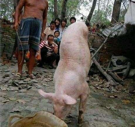 村里一老汉抚养一只两条腿的猪，真是猪坚强啊