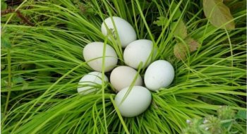 小伙捡到一窝蛋，拿回家给母鸡孵化，孵出来的东西让母鸡一脸懵逼