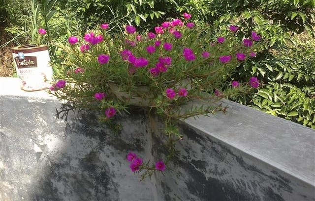 美好生活从此开始，太阳花的养植和乐趣