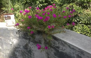 美好生活从此开始，太阳花的养植和乐趣