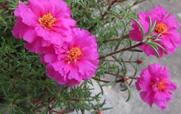 美好生活从此开始，太阳花的养植和乐趣