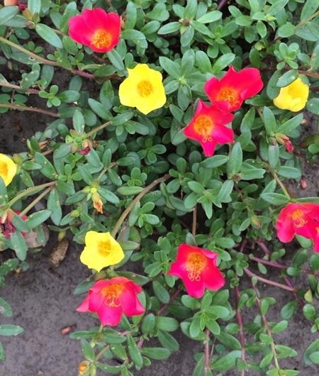 美好生活从此开始，太阳花的养植和乐趣