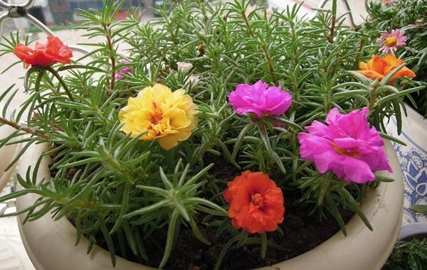 美好生活从此开始，太阳花的养植和乐趣