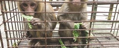 男子在慈溪一家宠物狗店买了两只宠物 没想到出事了