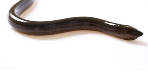 在农村才吃得到的六种野味，几乎没有人全吃过，最后两种已绝迹！