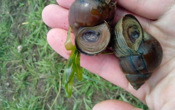 在农村才吃得到的六种野味，几乎没有人全吃过，最后两种已绝迹！