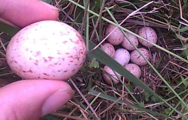 在农村才吃得到的六种野味，几乎没有人全吃过，最后两种已绝迹！