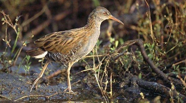 在农村才吃得到的六种野味，几乎没有人全吃过，最后两种已绝迹！