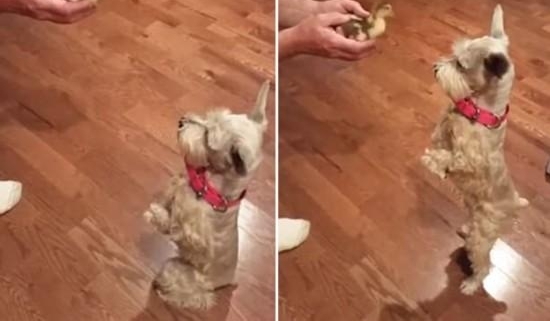 萌！汪星人初见小鸭子后腿站立做好奇状