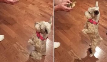 萌！汪星人初见小鸭子后腿站立做好奇状