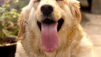 男子散步被狗撞成十级伤残 狗主人被判赔12万元