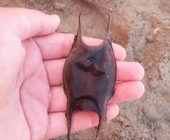 小伙沙滩上捡到一只昆虫？发现原来是