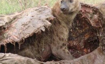 狗以为自己捡到了美食打算好好品尝，不料夹着尾巴跑了