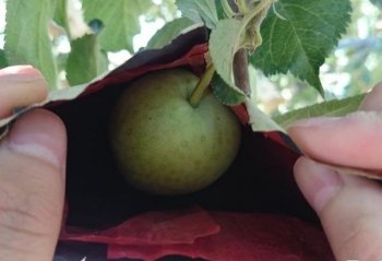 农村这种活简单！年轻人嫌太累不愿干，老年人1天赚350元