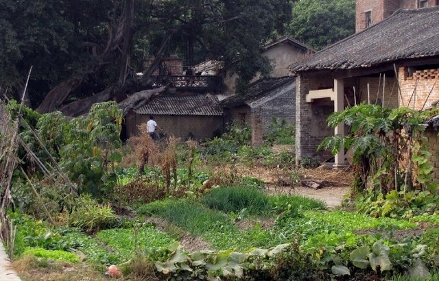 预测中国农村发展的的3大出路，哪一条最可靠？