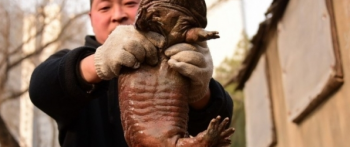 污水处理厂捕获“怪物” 震惊了所有人！