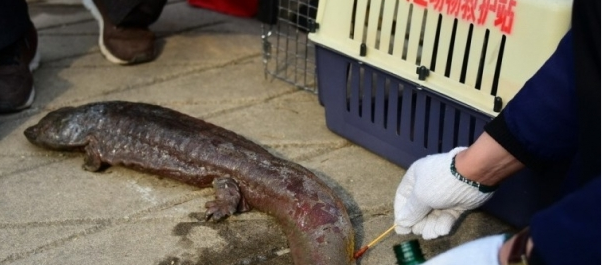 污水处理厂捕获“怪物” 震惊了所有人！