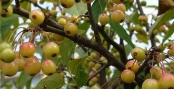 农村人纷纷外出打工，却不知道家门口有这些可以挣钱的项目