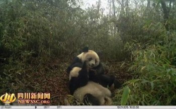 卧龙野生大熊猫进入发情期　4月份3次拍摄到其“圈地恋爱”