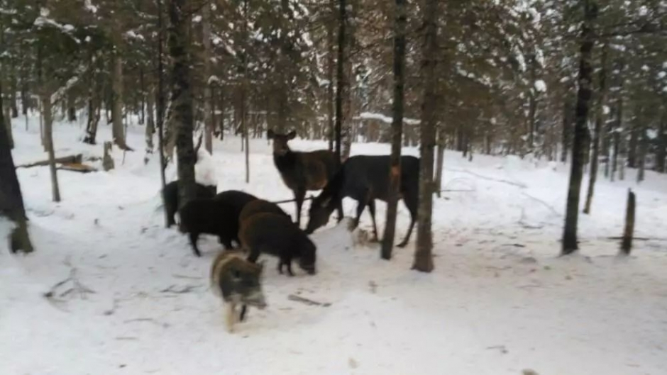 黑龙江回应“雪乡宰客”：存在欺诈 涉事店家罚5.9万