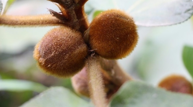 农村山上这种野果长得毛绒绒，果子还会自己流奶，大自然真神奇