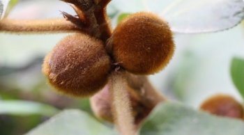 农村山上这种野果长得毛绒绒，果子还会自己流奶，大自然真神奇