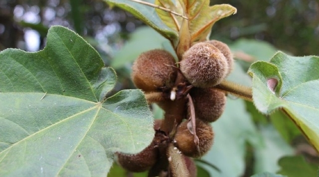 农村山上这种野果长得毛绒绒，果子还会自己流奶，大自然真神奇