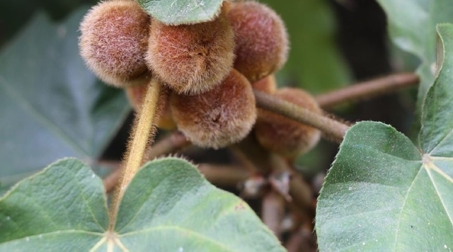 农村山上这种野果长得毛绒绒，果子还会自己流奶，大自然真神奇