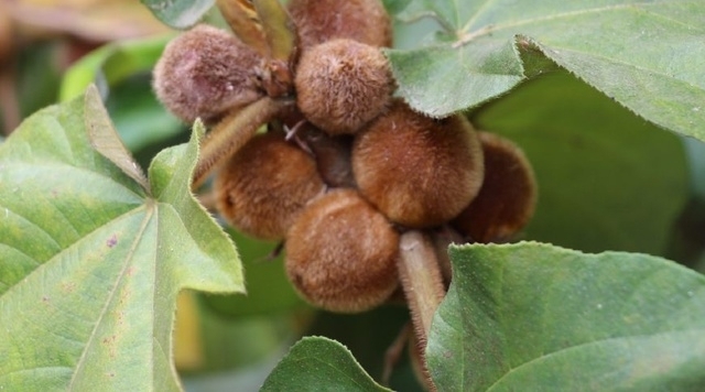 农村山上这种野果长得毛绒绒，果子还会自己流奶，大自然真神奇