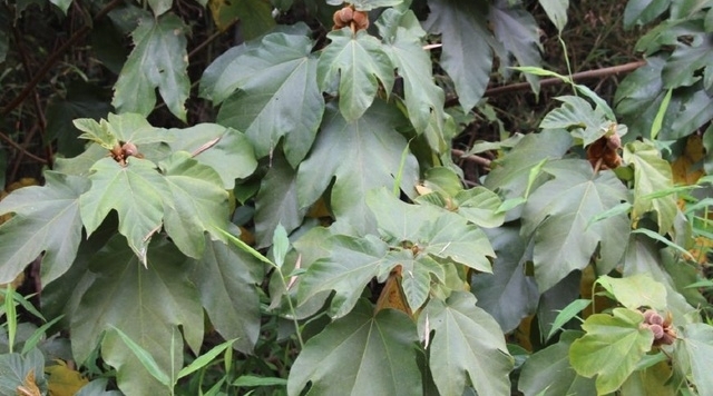 农村山上这种野果长得毛绒绒，果子还会自己流奶，大自然真神奇