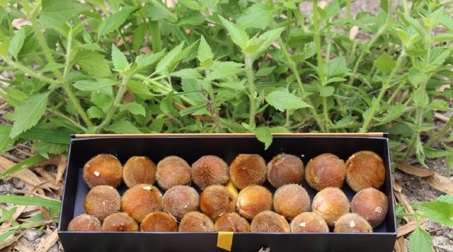 农村山上这种野果长得毛绒绒，果子还会自己流奶，大自然真神奇