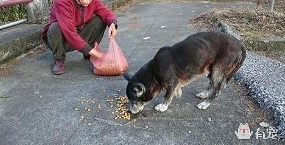 爱心奶奶趴在下水道井盖上喂流浪猫，超暖行为惹哭网友