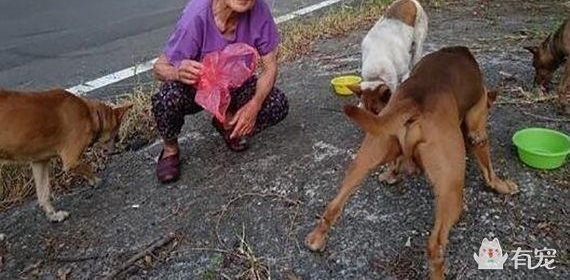 爱心奶奶趴在下水道井盖上喂流浪猫，超暖行为惹哭网友