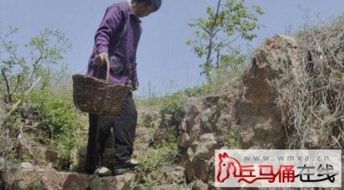 72岁老人靠樱桃树供孙读书 留守老人独守樱桃园已无力采摘