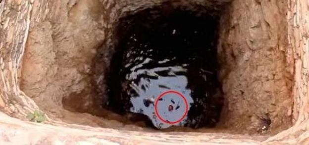 男子听到奇怪的叫声，伸了脑袋一看，吓得马上就去营救了！