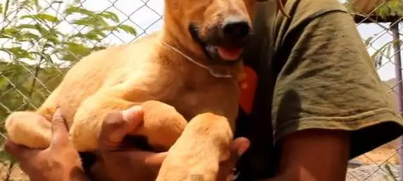 男子听到奇怪的叫声，伸了脑袋一看，吓得马上就去营救了！