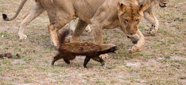 男子森林看到蜜獾冲向狮群，竟是因为“皮痒”要作死