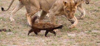 男子森林看到蜜獾冲向狮群，竟是因为“皮痒”要作死